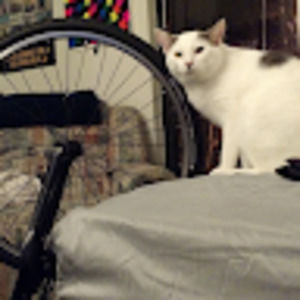 Meet your Posher, Thea